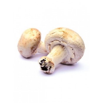 CHAMPIGNONS DE PARIS